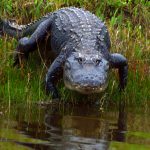 Alligator at Florida Swamp